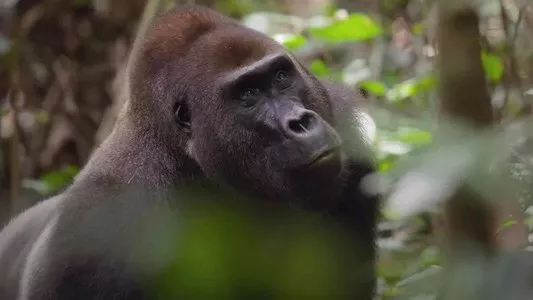 Poster del episodio 2 de África: El Corazón Salvaje de la Tierra online