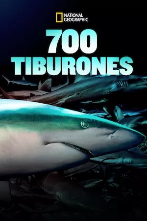 Poster 700 Tiburones