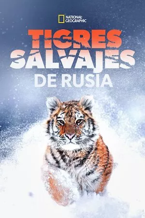 Tigres salvajes de Rusia