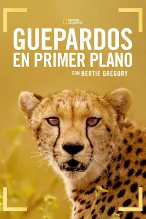Poster Guepardos en primer plano con Bertie Gregory