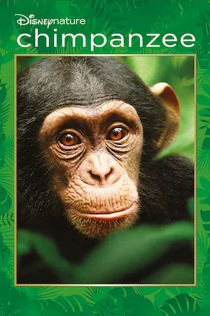 Poster Chimpanzee (Chimpancés)